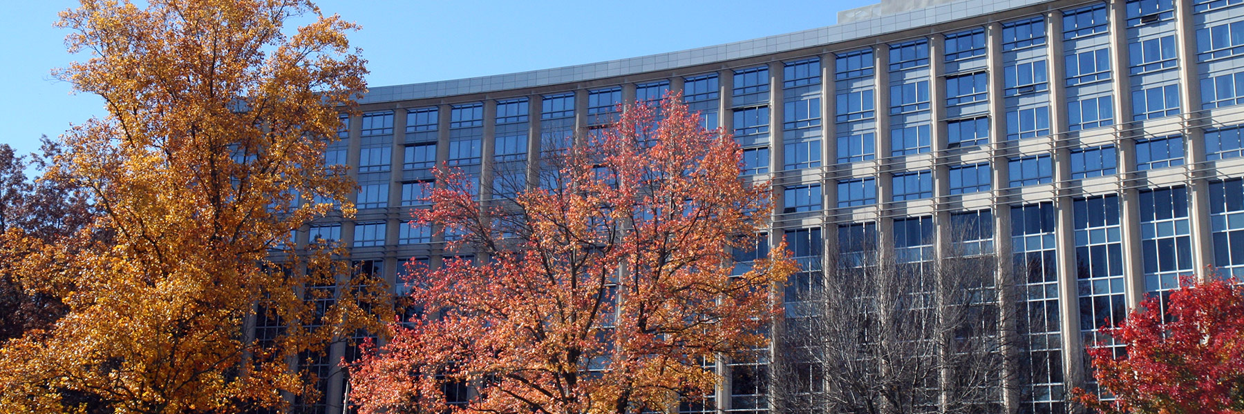 Tulip Tree Apartments